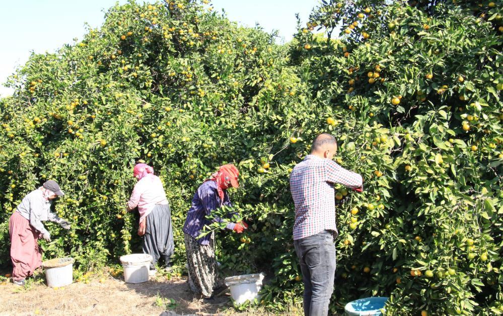 Mandalinada hasat başladı: Bahçede 3, markette 10 lira