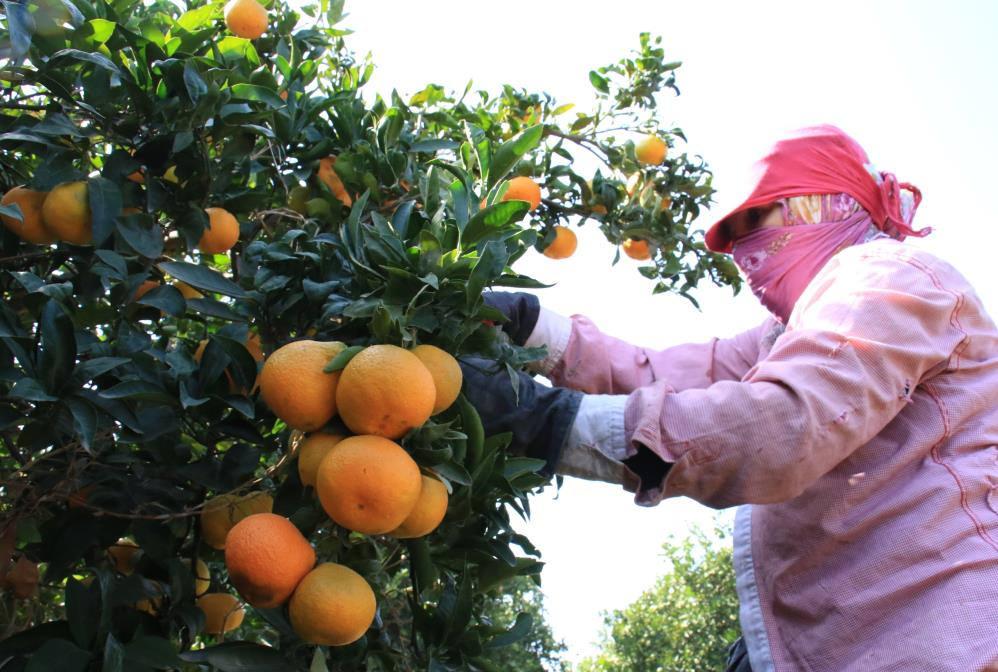 Mandalinada hasat başladı: Bahçede 3, markette 10 lira