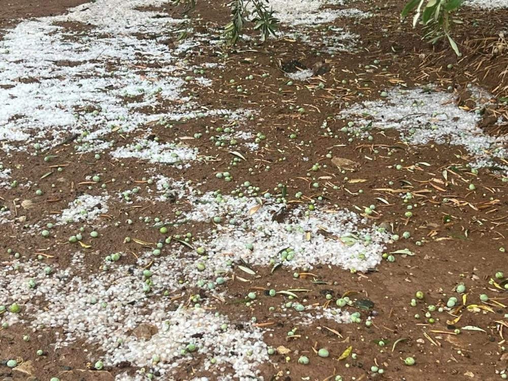 Dolu yağışı zeytin ağaçlarına zarar verdi