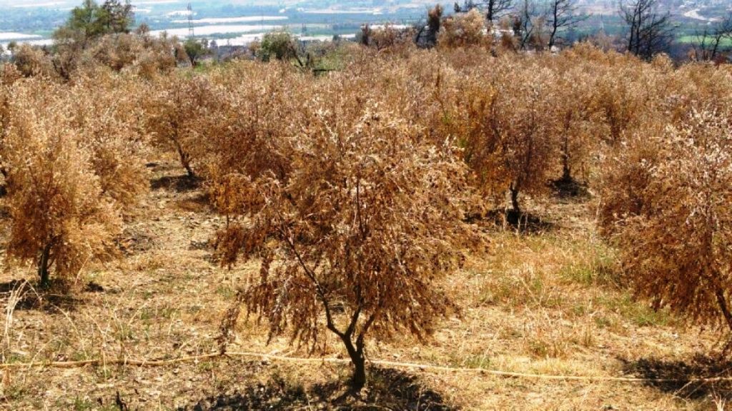 İsrail'in Lübnan'ın güneyine saldırıları sonucu 40 bin zeytin ağacı tamamen yandı