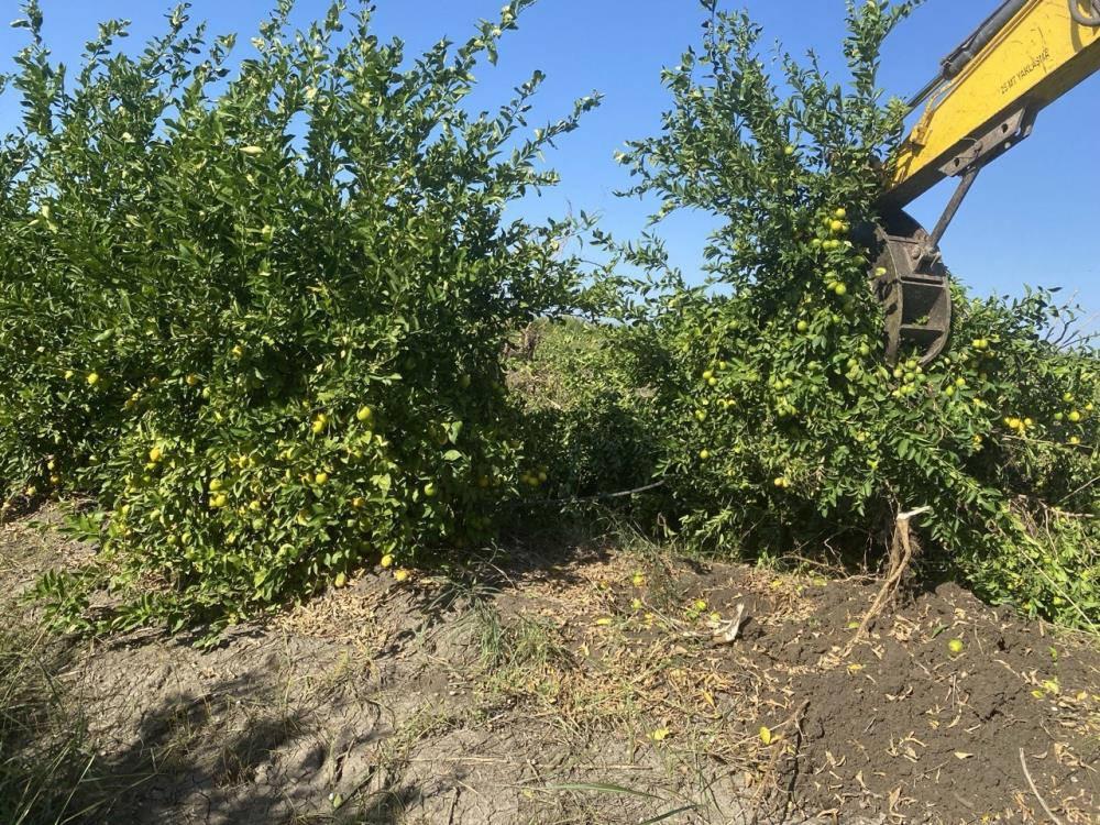 Limon dalında kaldı, üretici limonata çözümü bekliyor