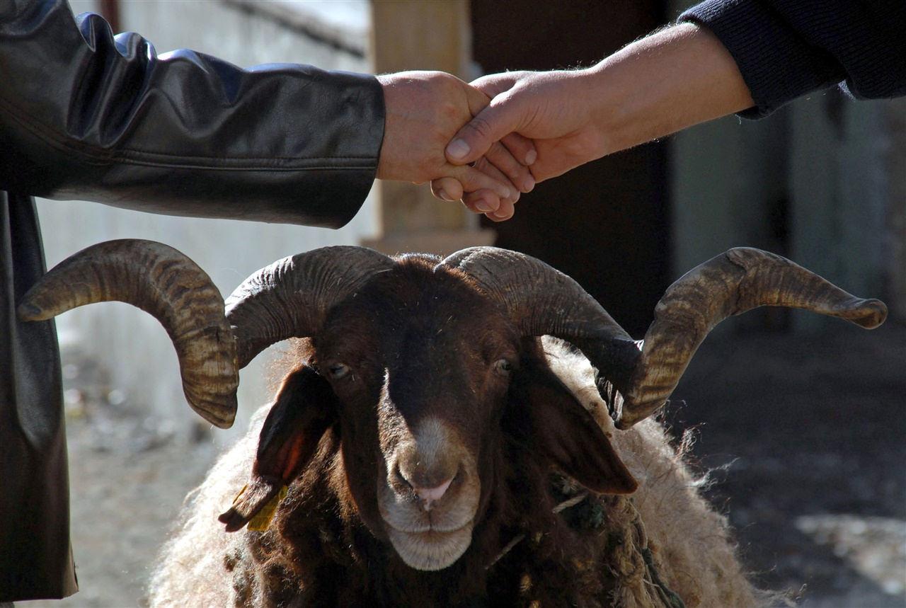 Kurbanlık fiyatları belli oldu! 2024 büyükbaş ve küçükbaş kurban fiyatları ne kadar?