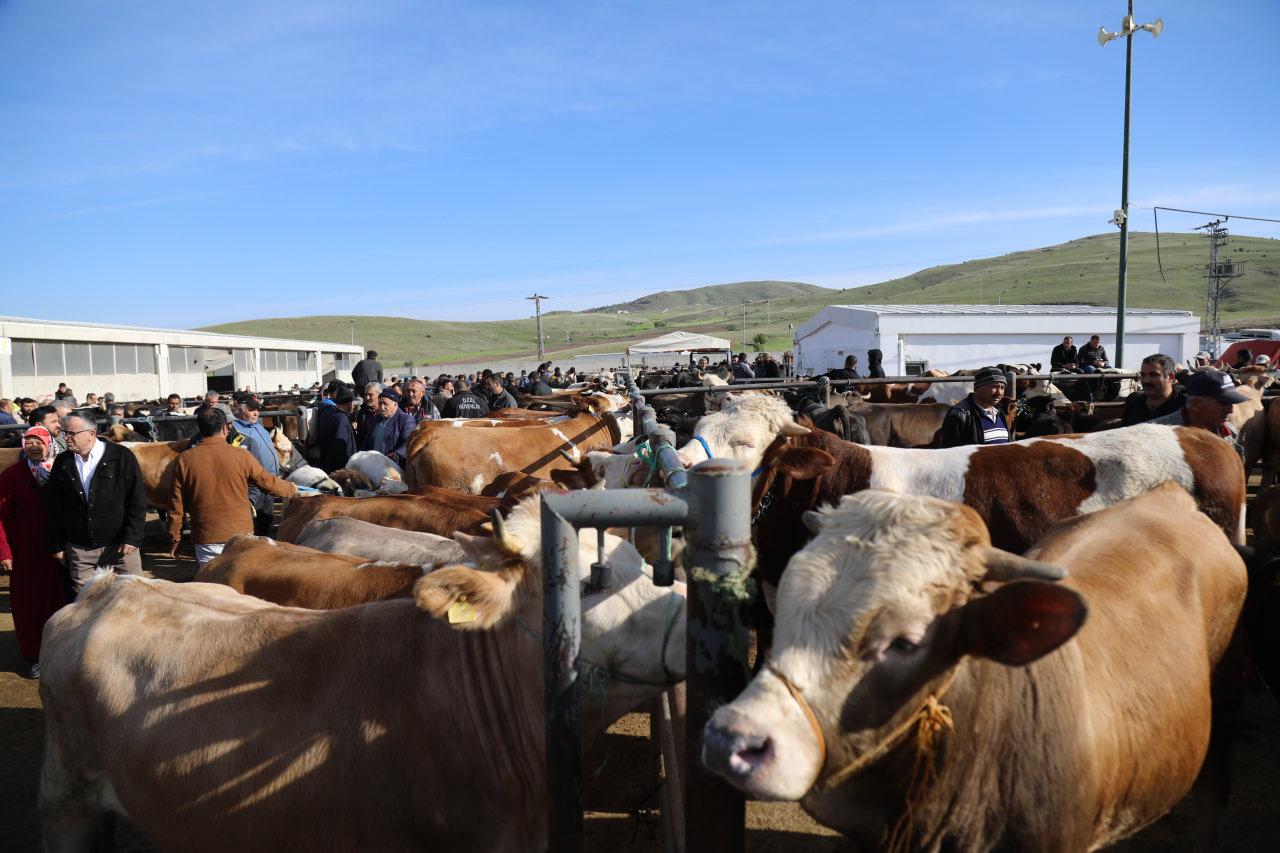 Ankara'da kurbanlık satışları başladı