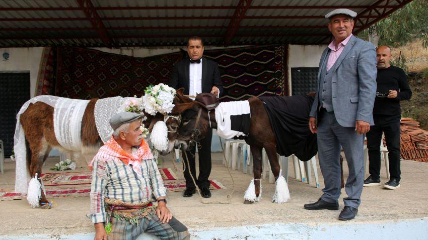 Eşeklere nikah kıyıp balayına gönderdiler: Şarkıcı Aydın Aydın da eşlik etti